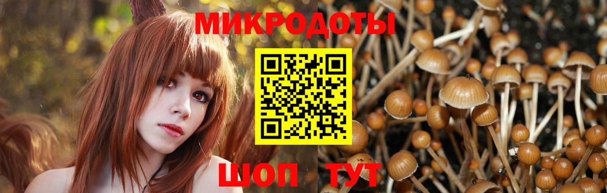 Галлюциногенные грибы Psilocybine cubensis Чапаевск